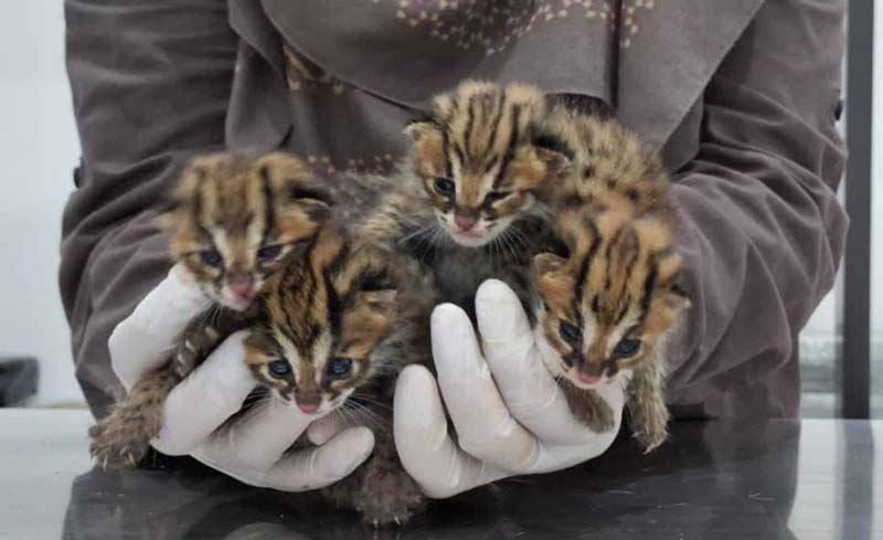 Dokter Balai Besar Konservasi Sumber Daya Alam Riau memperlihatkan empat ekor bayi kucing hutan yang diserahkan warga di Kantor BBKSDA Riau