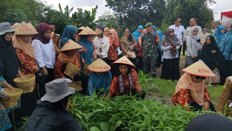 Penasihat DWP Kementerian Pertanian, Tami Sudaryono mengunjungi dan ikut memanen sayur di kelompok wanita Tani (KWT.) Cemara, Kelurahan Sukamaju, Kecamatan Sail, Pekanbaru.