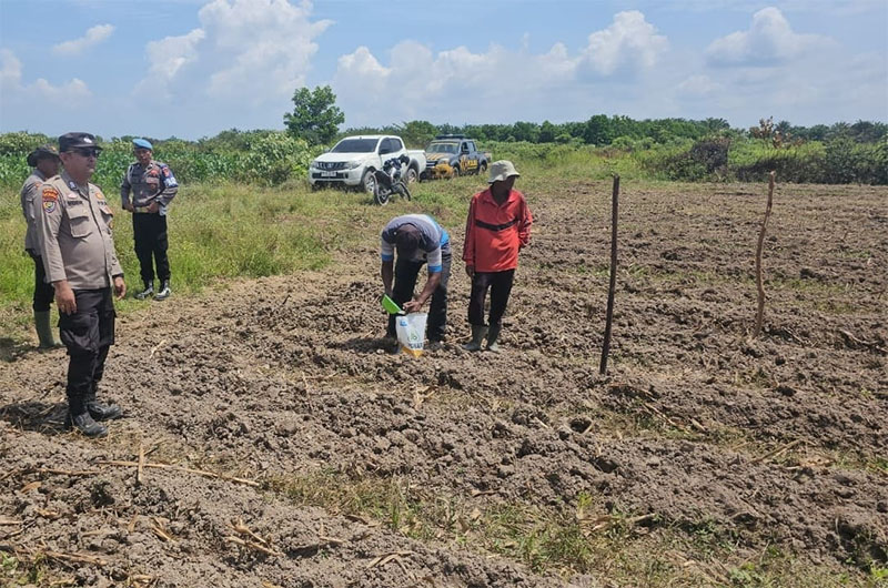 Anggota Polsek Sungai Sembilan bersama anggota kelompok tani Lestari menanam jagung pipil dukung program ketahanan pangan nasional.