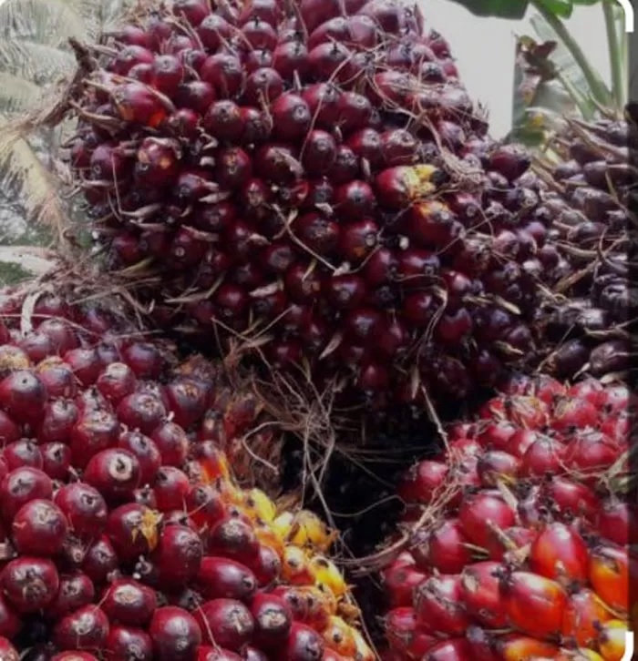 Ilustrasi: Harga kelapa sawit mitra pekan ini naik jadi Rp3.492 per kg.