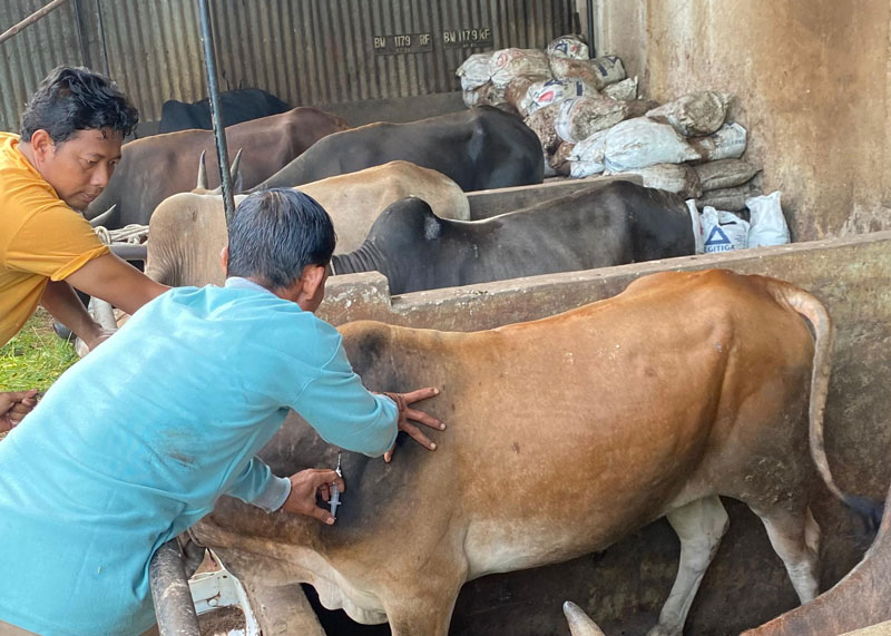 Petugas DKPP Dumai memberikan vaksinasi kepada ternak sapi dalam rangka mencegah dan mengantisipasi munculnya PMK, Kamis (13/2/2025).