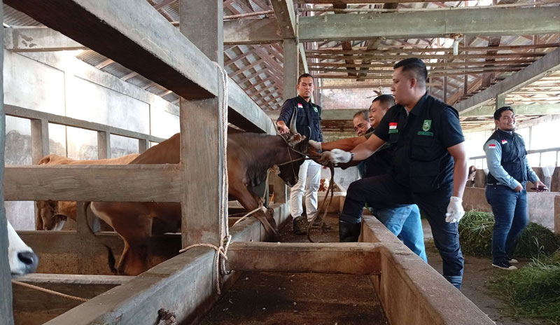 Tim kesehatan hewan memberikan vaksin PMK pada sapi di kandang sapi milik warga Kelapapati Darat, Desa Kelapapati, Kecamatan Bengkalis, pekan lalu.
