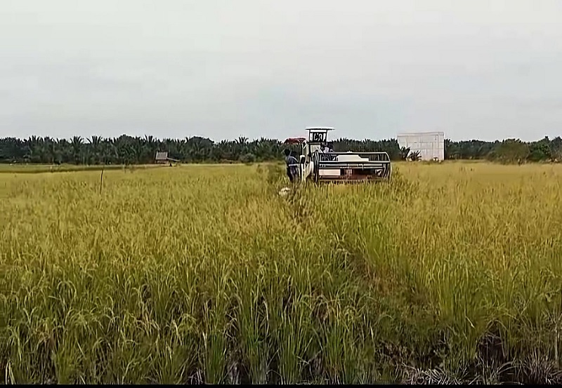 Salah seorang petani asal Meranti sedang mengoperasikan alat berat atau combine harvester memasuki musim panen, akhir tahun lalu.
