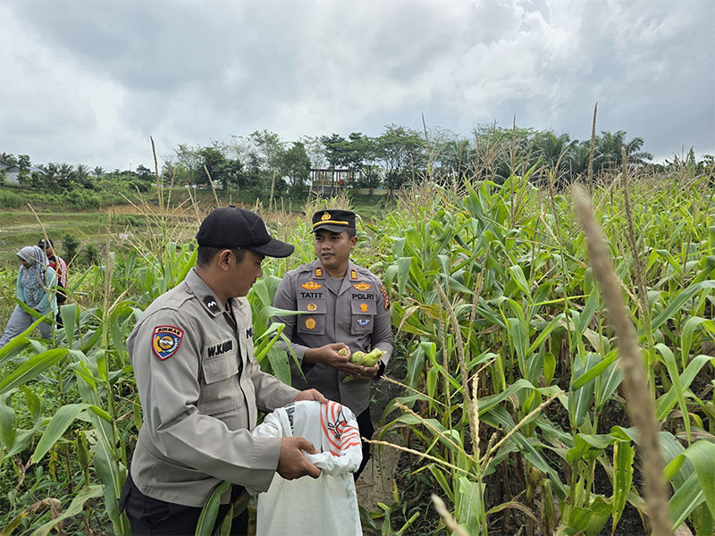 Kapolsek Pangkalan Kerinci, AKP Tatit Rizkyan Hanafi saat panen raya jagung tahap pertama di lahan ketahanan pangan Monokultur Desa Makmur, Kecamatan Pangkalan Kerinci, Rabu (26/2/2025).