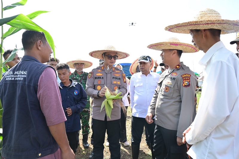 Kapolres Bengkalis AKBP Budi Setiawan dan Wakapolres melihat jagung yang baru dipanen   di Lahan Perkebunan MileKonial Desa Pambang Baru, Kecamatan Bantan, Rabu (26/2/2025).