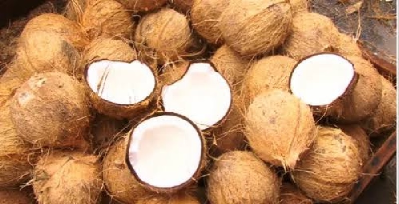 Ilustrasi: Dalam enam bulan ke depan, produksi kelapa di Kabupaten Indagiri Hilir diprediksi mengalami penurunan akibat perubahan cuaca.
