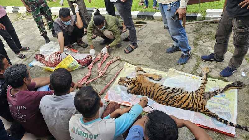 Keenam tersangka yang telah diamankan beserta barang bukti organ tubuh dan kulit harimau sumatera di Mapolsek Rokan IV Koto, Senin (3/3/2025).