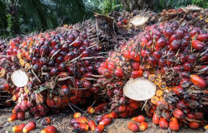 Ilustrasi. Harga TBS kelapa sawit mitra di Riau untuk periode satu minggu ke depan naik menjadi Rp 3.713,64 per Kg.
