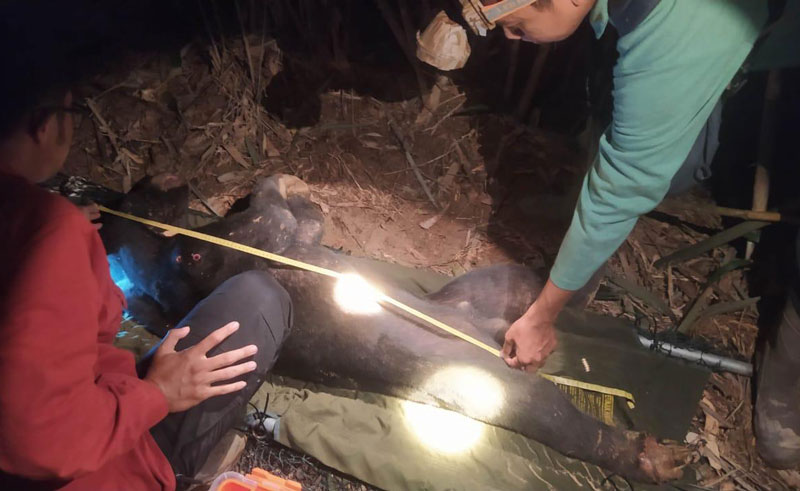 Tim BBKSDA Riau melakukan pengukuran saat proses evakuasi beruang madu di  Suaka Margasatwa Bukit Rimbang Baling, Kampar, Kamis (6/3/2025).