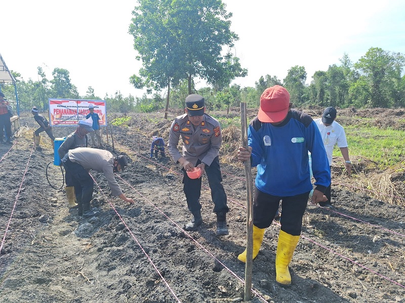 Penanaman jagung pipil di atas lahan seluas 4,5 hektare di Kelurahan Teluk Makmur, Kecamatan Medang Kampai, Kota Dumai dalam rangka program ketahanan pangan.