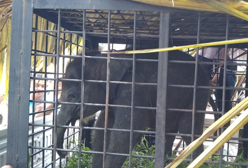 Bayi gajah Sumatera yang telantar ditinggal induknya dievakuasi Tim BBKSDA Riau, Senin (10/3/2025).