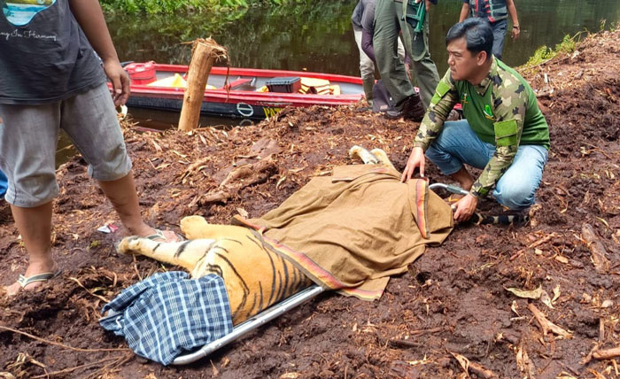 Tim WSU BBSKDA Riau mengevakuasi Harimau Sumatera yang masuk boxtrap di Pelalawan pada Ahad (16/3/2025) lalu.