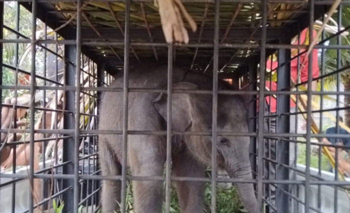 Bayi Gajah Sumatera berusia dua bulan dievakuasi dari Desa Gunung Sari, Gunung Sahilan, Kampar.