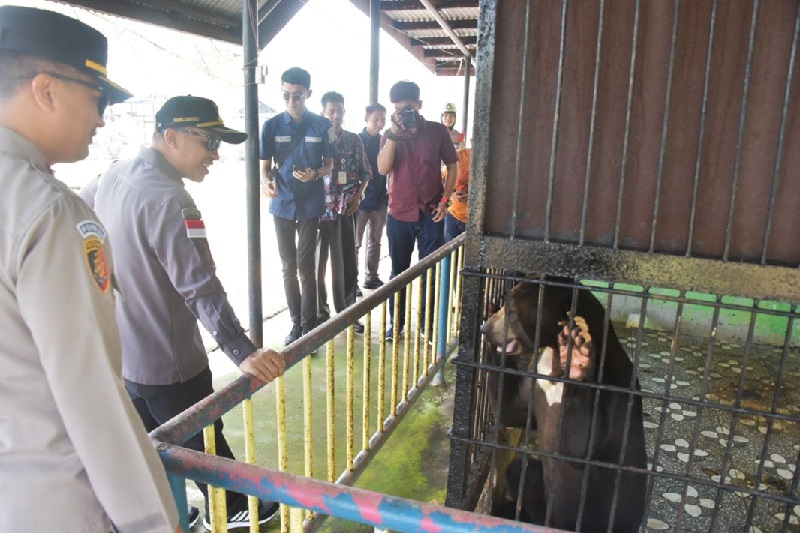 Seekor beruang madu yang menjadi koleksinya di Kebun Bintang di Selatbaru yang saat ini ramai dikunjungi masyarakat.