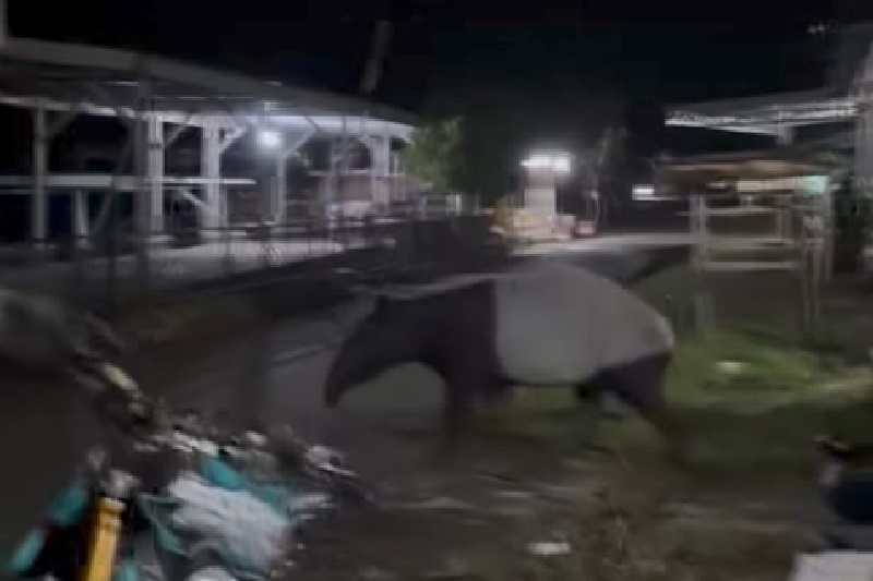Hewan langkah jenis tapir melintasi Desa Sungai Soriak Kecamatan Kuantan Hilir Seberang, Selasa (1/4/2025) malam.