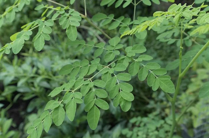 Ilustrasi. Daun kelor mengandung banyak nutrisi, vitamin, mineral, dan antioksidan yang memiliki manfaat bagus untuk kesehatan.
