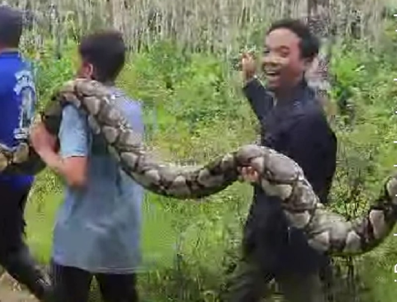 Warga Sungai Tonang, Kecamatan Kampar Utara, Kabupaten Kampar mengevaluasi ular piton dari kebun waktu yang memangsa anak sapi Zulfahmi, Selasa (15/4/2025).