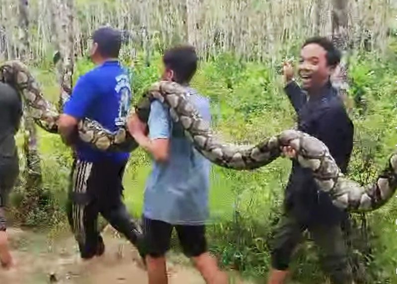 Warga Sungai Tonang, Kecamatan Kampar Utara, Kabupaten Kampar saat mengevakuasi ular piton dari kebun usai memangsa seekor anak sapi, Selasa (15/4/2025).