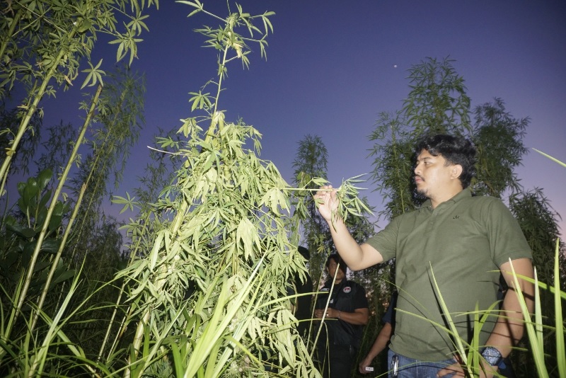 Penemuan dugaan ladang ganja pada lahan kosong di Jalan Arwana,  Pekanbaru, Jumat (18/4/2025). Hasil uji cepat, Kasat Narkoba Polresta Pekanbaru, AKP Bagus Fahria sebut hasilnya negatif.