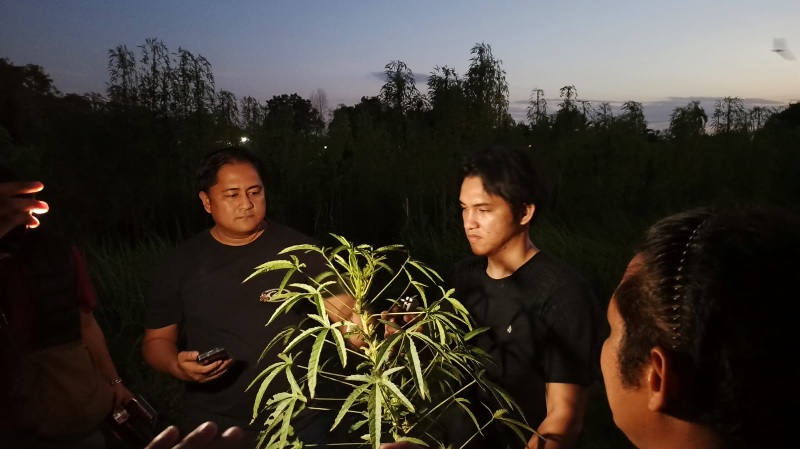 Petugas menunjukkan pohon kenaf yang mirip dengan pohon ganja di Jalan Arwana RT 06 RW 04, Kelurahan Tangkerang Barat, Kecamatan Marpoyan Damai, Jumat (18/4/2025) malam.