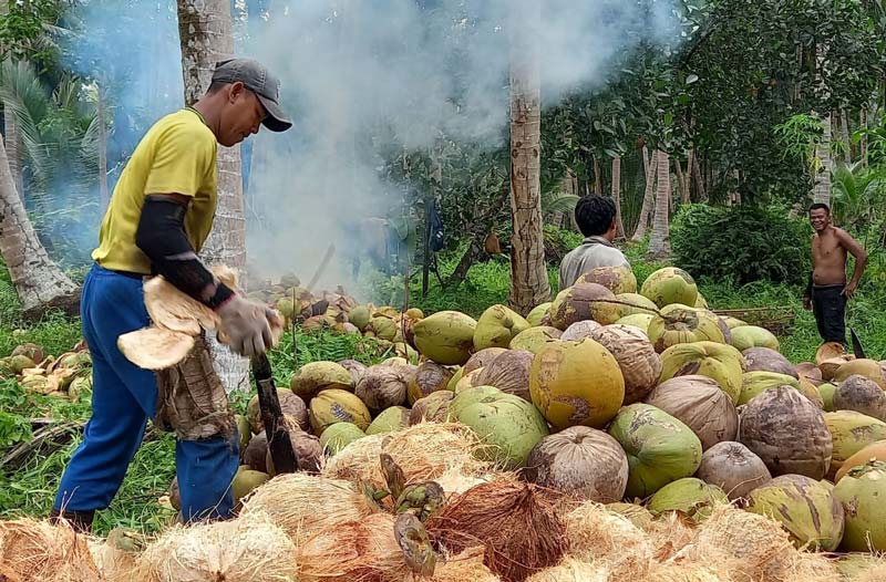 Petani Parit Rumbia, Desa Gemilang Jaya, Kecamatan Batang Tuaka, Kabupaten Indragiri Hilir sedang menyolak atau membuka kulit kelapa dengan alat tradisional.