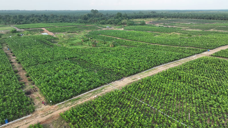 Bibit sawit di kebun milik PTPN akan diberikan sertifikat.