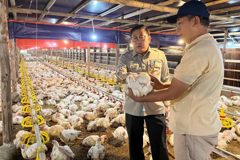 Direktur Jenderal Peternakan dan Kesehatan Hewan Kementan Agung Suganda memantau peternakan ayam di Jakarta, beberapa waktu lalu.