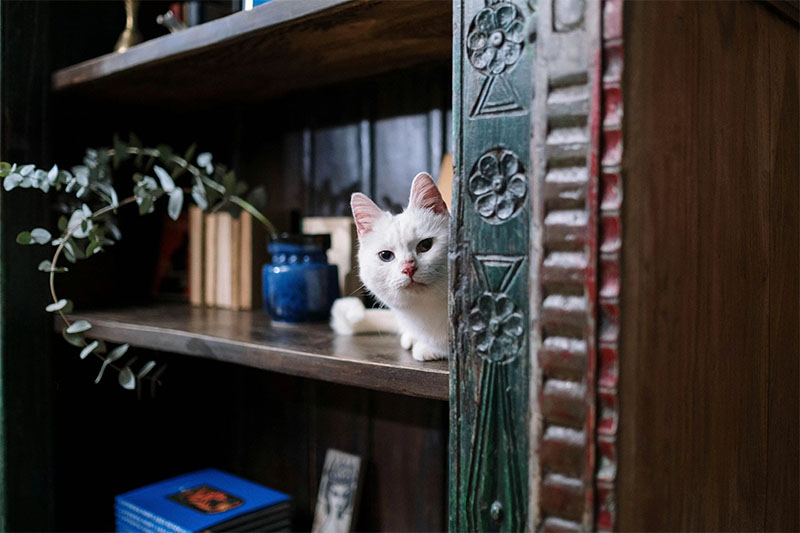 Ilustrasi kucing.