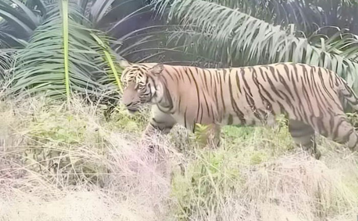 Ilustrasi. Masyarakat Desa Baung Rejo, Kecamatan Pelangiran, Kabupaten Inhil resah, harimau sumatera sering berkeliaran hingga ke permukiman mereka.