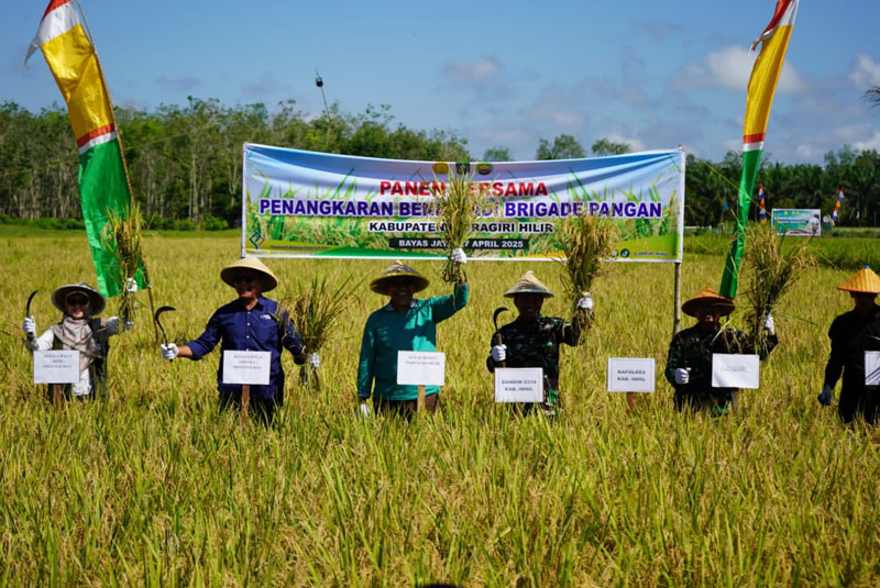 Pj Sekda Inhil Tantawi Jauhari didampingi forkopimda saat melakukan panen raya dan tanam padi serentak di Desa Bayas, Kempas, Inhil, Ahad (27/4/2025).