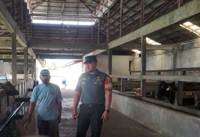 Babinsa Koramil 01/Bengkalis, Kopda Budi Nursalim melakukan pengecekan kesehatan hewan ternak milik warga di Desa Berancah, Sabtu (3/5/2025).