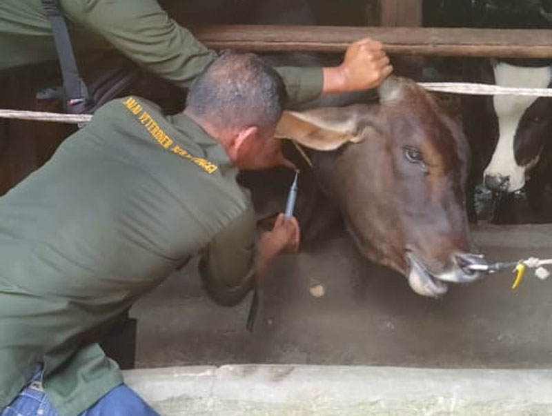Petugas Balai Veteriner Bukittinggi mengambil sampel darah dari ternak sapi yang sudah menerima vaksin Penyakit Mulut dan Kuku (PMK) di Desa Penyasawan, Kecamatan Kampar, Kabupaten Kampar, Senin (5/5)