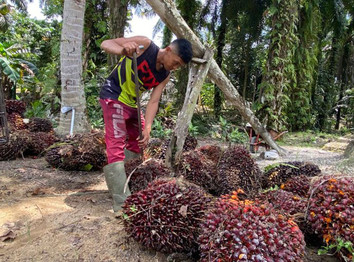 Petani menyusun TBS kelapa sawit di Kabupaten Kampar baru-baru ini.