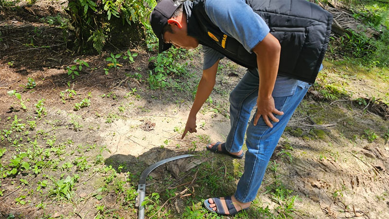 Personel Polsek Bunut melakukan olah TKP karyawan PT Adei yang ditemukan tewas setelah tersengat arus listrik saat memanen sawit di areal Kebun Divisi 8 Blok 51, Desa Sungai Buluh, Kecamatan Bunut