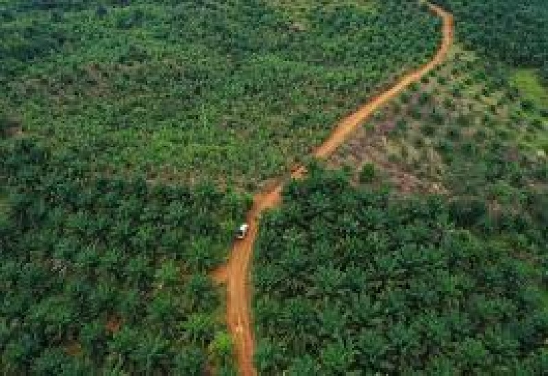 Saat ini sedang dilakukan penertiban lahan sawit terutama yang termasuk ke dalam kawasan hutan, maka harus dikembalikan peruntukkannya.