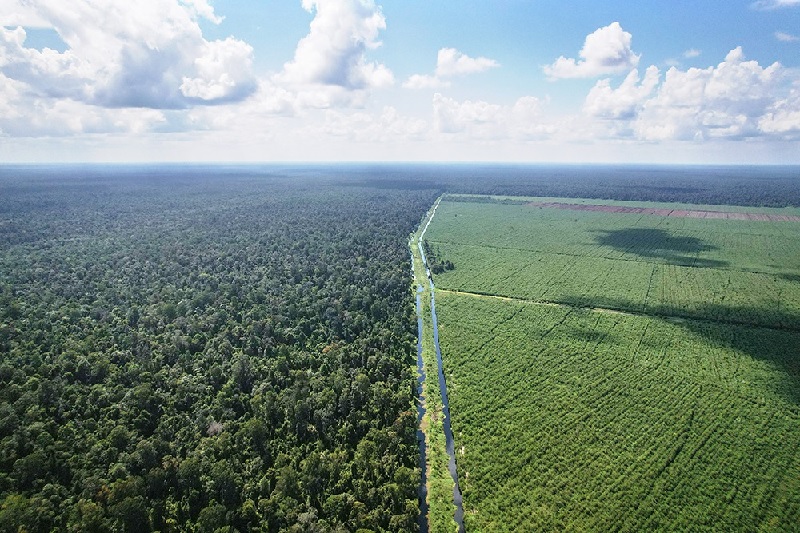 PT  Riau Andalan Pulp and Paper (RAPP) melakukan komitmen satu banding satu dalam pengelolaan Hutan Tanaman Industri (HTI).
