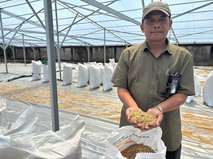 Kepala Gudang Bulog Bungaraya Budi Kurniawan menunjukkan gabah yang dibeli dari petani sedang dijemur di halaman Gudang Bulog Bungaraya, Kabupaten Siak, Kamis (15/5/2025).