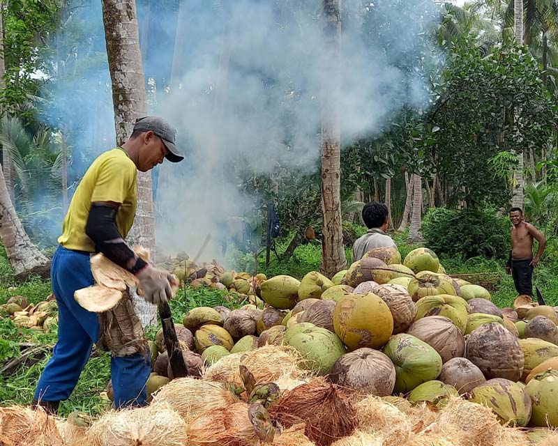 Petani Parit Rumbia, Desa Gemilang, Kecamatan Batang Tuaka, Kabupaten Inhil membuka kulit kelapa menggunakan alat tradisional, baru-baru ini.
