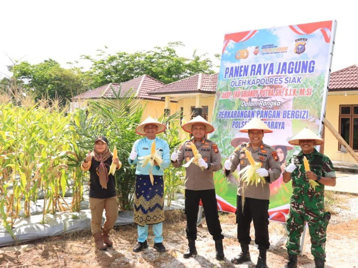 Kapolres Siak AKBP Eka Ariandy Putra,  memegang jagung hasil panen bersama Camat Bungaraya Wasito, Kapolsek AKP Aspikar, perwakilan TNI dan penyuluh pertanian, Jumat (16/5/2025).