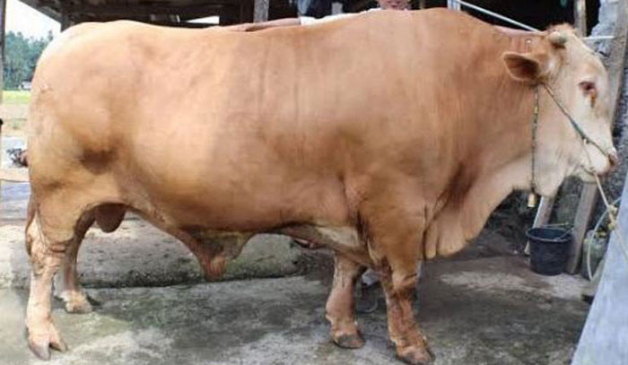 Ilustrasi sapi Brahman.