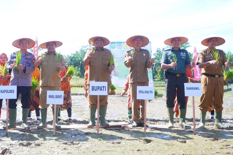 Bupati dan Wabup Rohul Anton ST MM bersama H Syafaruddin Poti SH MM didampingi forkopimda menunjukkan benih padi unggul sebelum ditanam