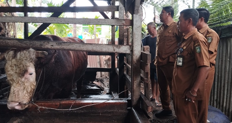 Kepala DKPP Dumai, Mukhlis Suzantri bersama unsur lainnya, Senin (19/5/2025) meninjau milik presiden RI berbobot 750 Kg di Kelurahan Purnama, Kecamatan Dumai Barat.
