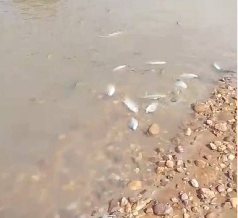 Temuan ikan mati di Sungai Singingi, Sabtu (24/5/2025). Diduga akibat limbah pabrik kelapa sawit yang merembes ke Sungai.