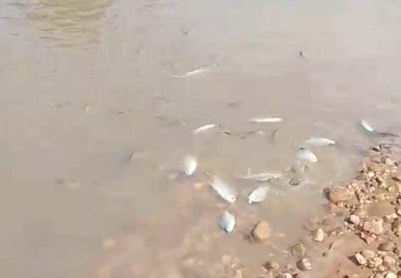 Temuan ikan mati di Sungai Singingi, Kecamatan Singingi, Sabtu (24/5/2025) pagi.