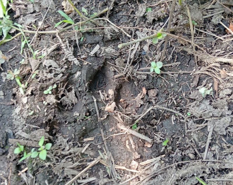 Jejak kaki harimau terlihat di Desa Mengakapan Siak. Dua ekor sapi milik warga mati dimangsa si belang.