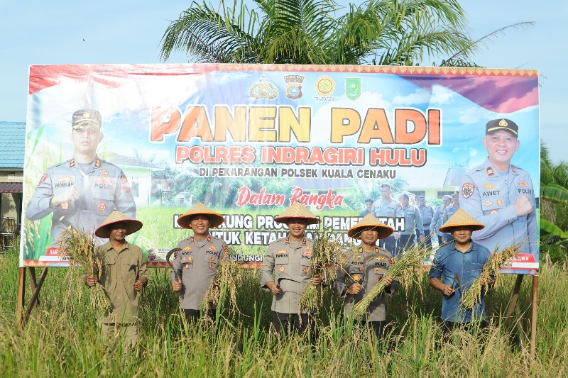 Kapolres Inhu, AKBP Fahrian Saleh Siregar SIK MSI didampingi pejabat utama dan Kapolsek Kuala Cenaku melakukan panen padi, Senin (26/5/2025)