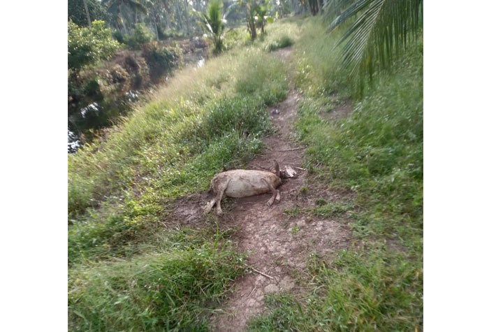 Hewan ternak milik warga ditemukan mati dengan luka gigitan harimau di Desa Griya Mukti Jaya, Kecamatan Teluk Belengkong, Kabupaten Inhil.