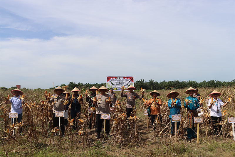 Kapolres Dumai, AKBP Hardi Dinata bersama unsur lainnya, Kamis (29/5/2025) melaksanakan panen raya jagung serentak tahap II di Kelurahan Tanjung Penyebal, Kecamatan Sungai Sembilan.