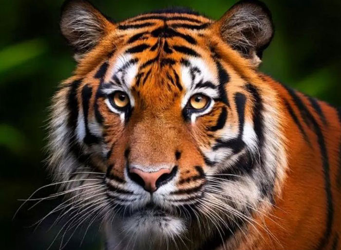 Ilustrasi. Setelah sejumlah ternak diduga diserang, BBKSDA Riau segera memasang box trap atau perangkap di lokasi kemunculan Harimau Sumatera di Teluk Belengkong, Inhil.