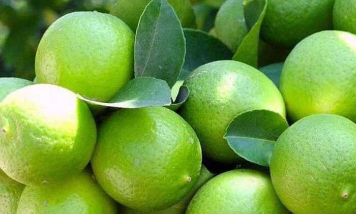 Ilustrasi. Jeruk nipis memiliki kandungan vitamin C yang tinggi dan sifat antioksidan sehingga sangat bermanfaat bagi kulit wajah.